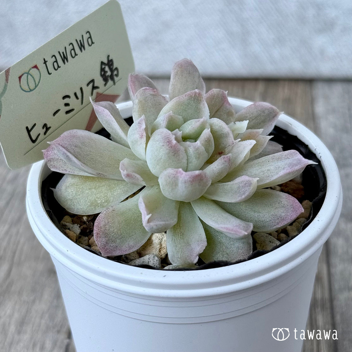 ヒューミリス錦②【tawawaハウス苗】