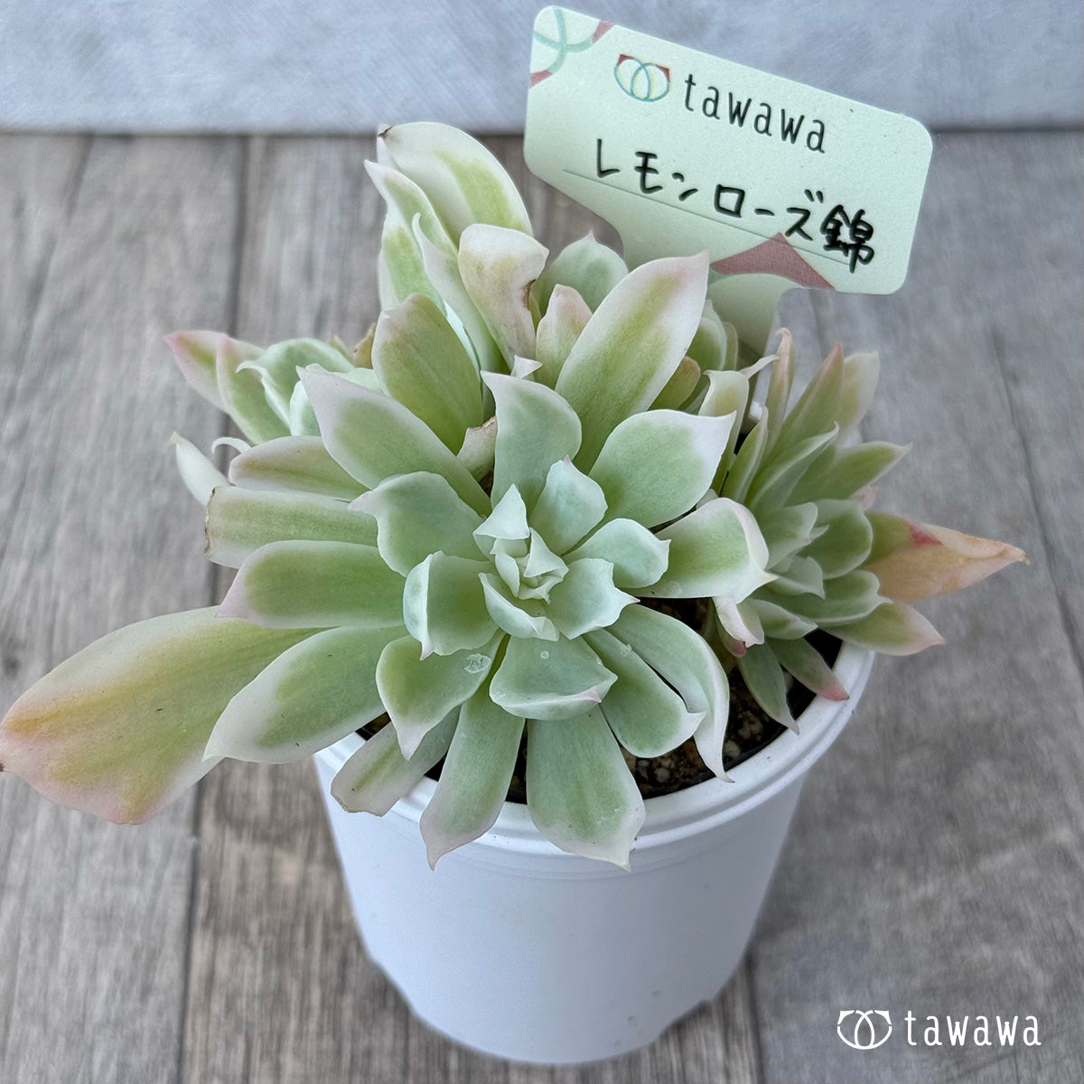 ＊新発売＊　レモンローズ錦②【tawawaハウス苗】