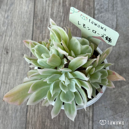＊新発売＊　レモンローズ錦②【tawawaハウス苗】