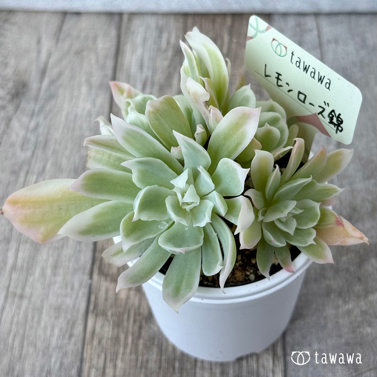 ＊新発売＊　レモンローズ錦②【tawawaハウス苗】