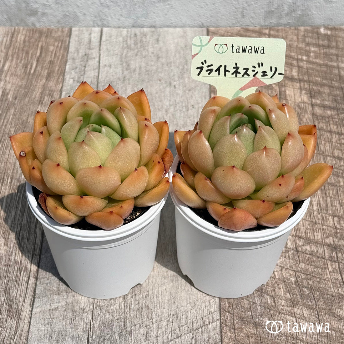 02. ＊新発売＊　ブライトネスジェリー　【tawawaハウス苗】