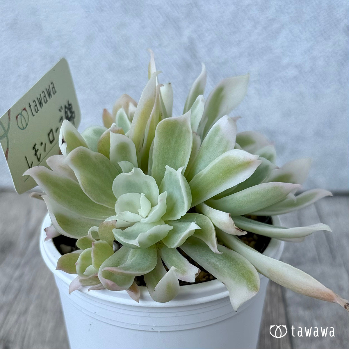 ＊新発売＊　レモンローズ錦②【tawawaハウス苗】