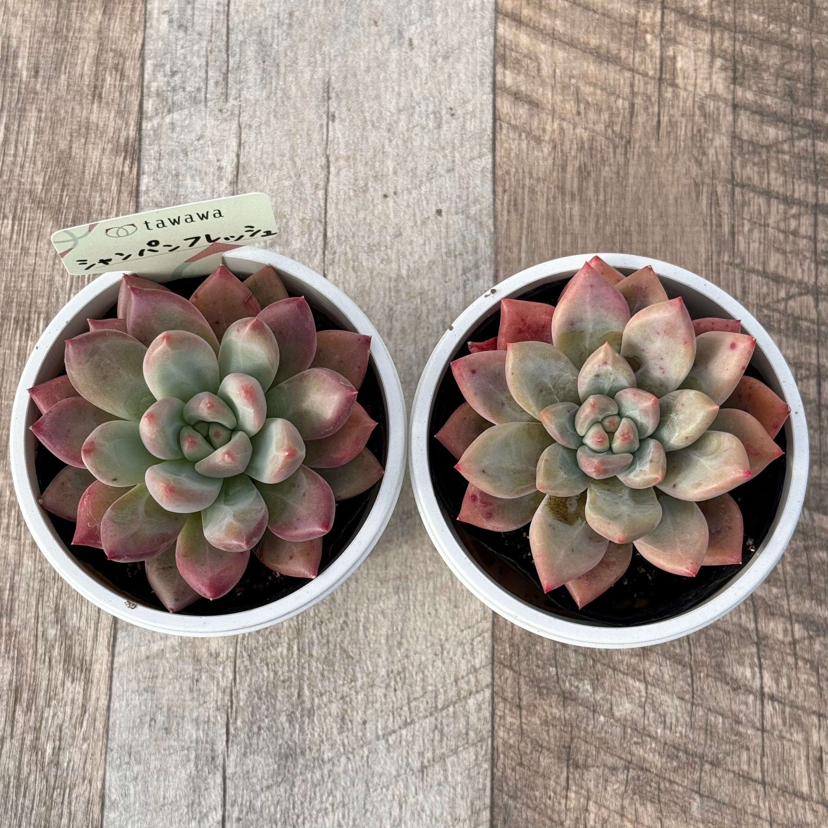 Echeveria – tagged 