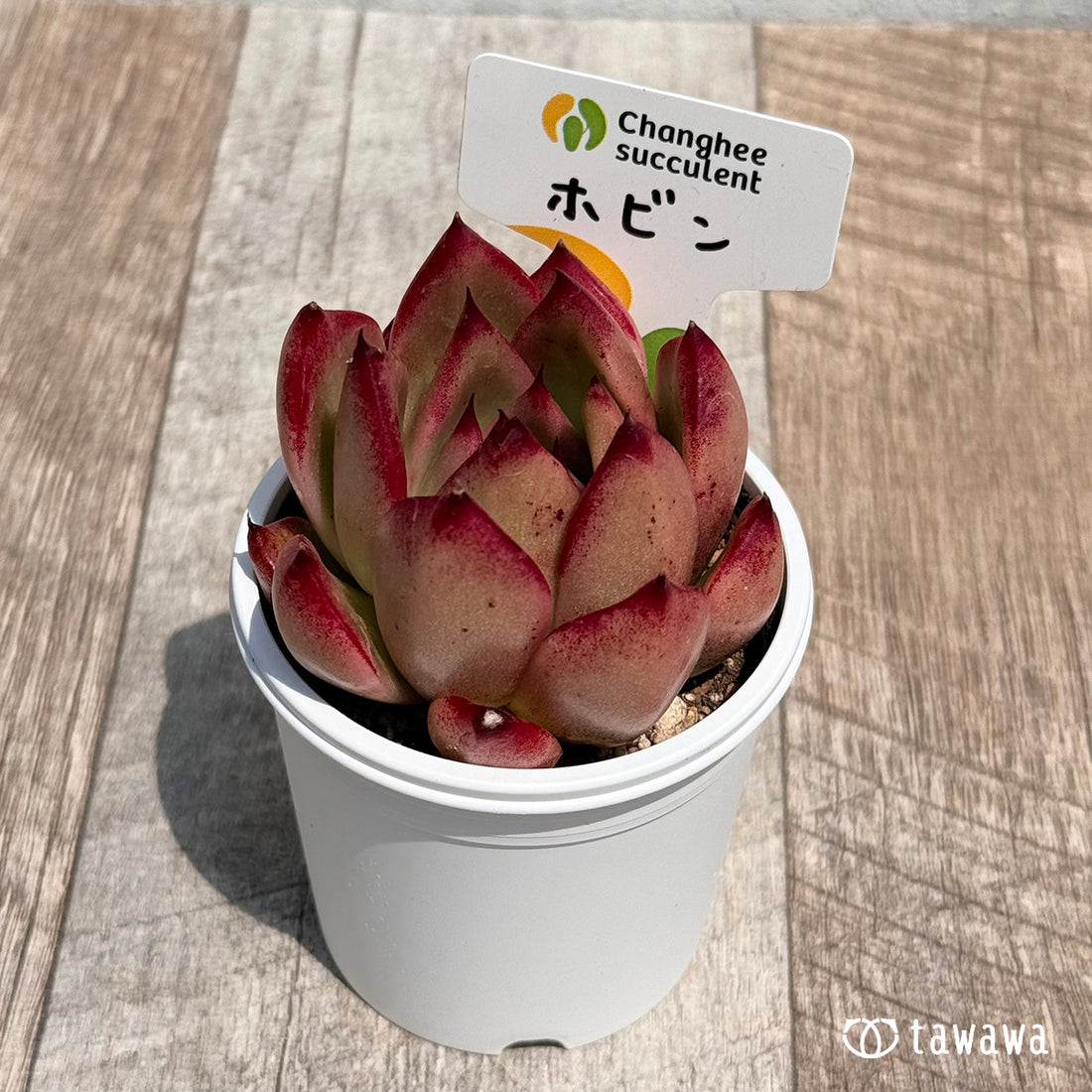 04. ＊新発売＊　ホビン　【tawawaハウス苗】