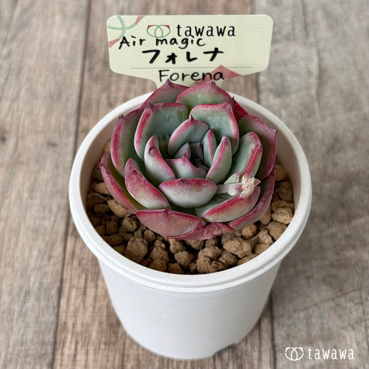 フォレナ【単頭】（エアーマジック農園苗）