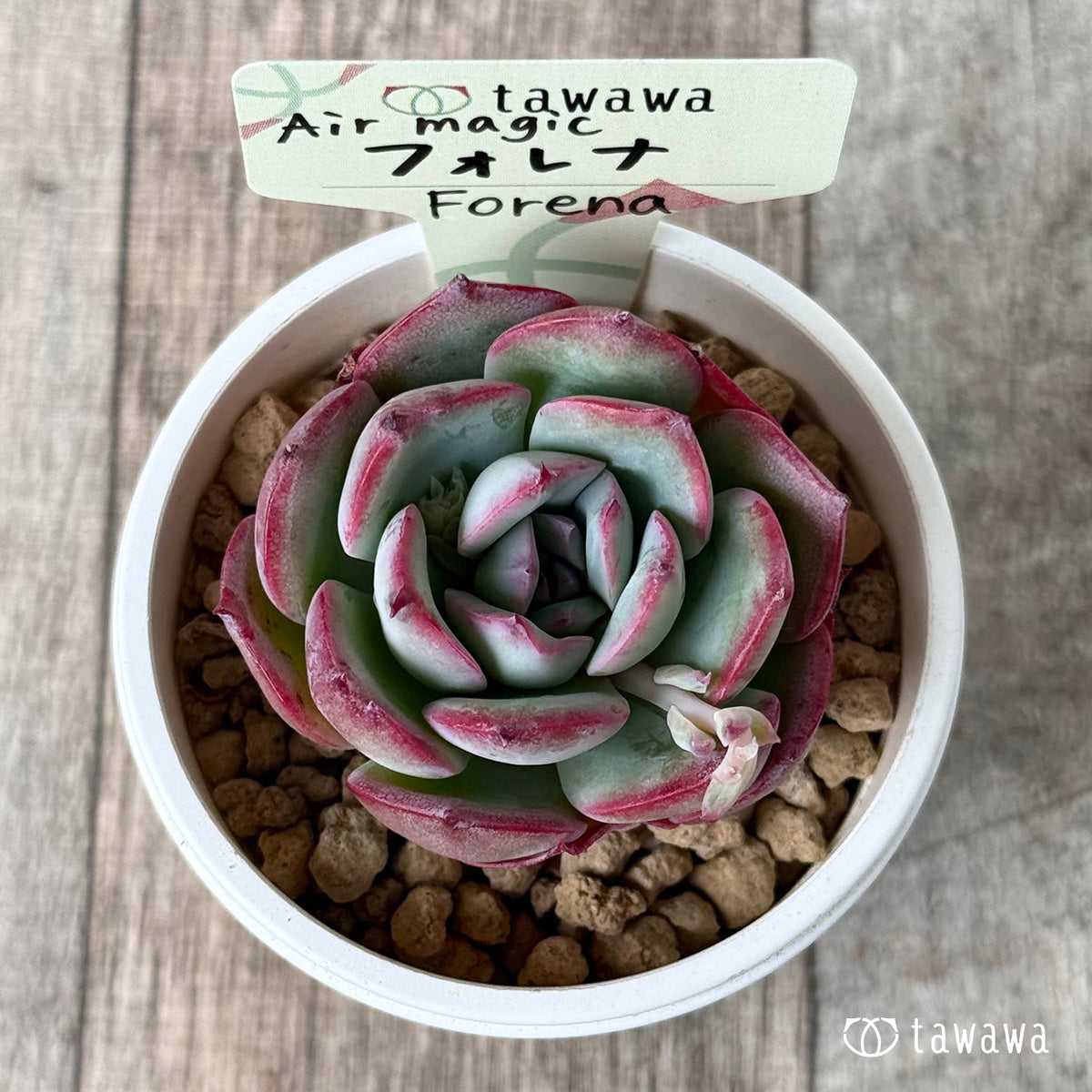フォレナ【単頭】（エアーマジック農園苗）
