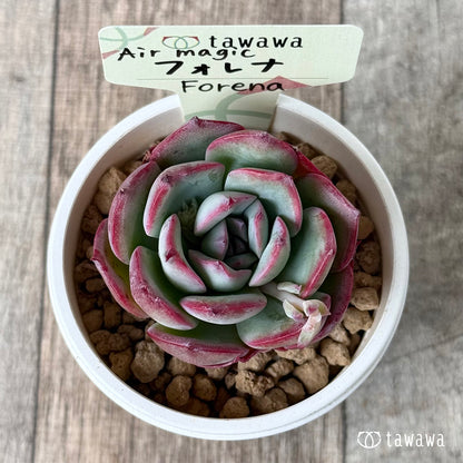 フォレナ【単頭】（エアーマジック農園苗）