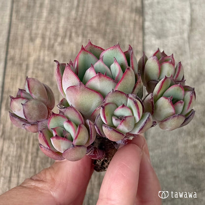 フォレナ【多頭】（エアーマジック農園苗）