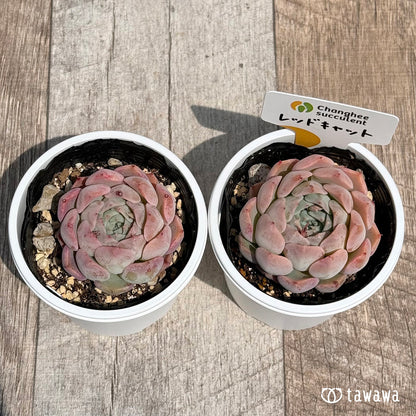 05. ＊新発売＊　レッドキャット　【tawawaハウス苗】