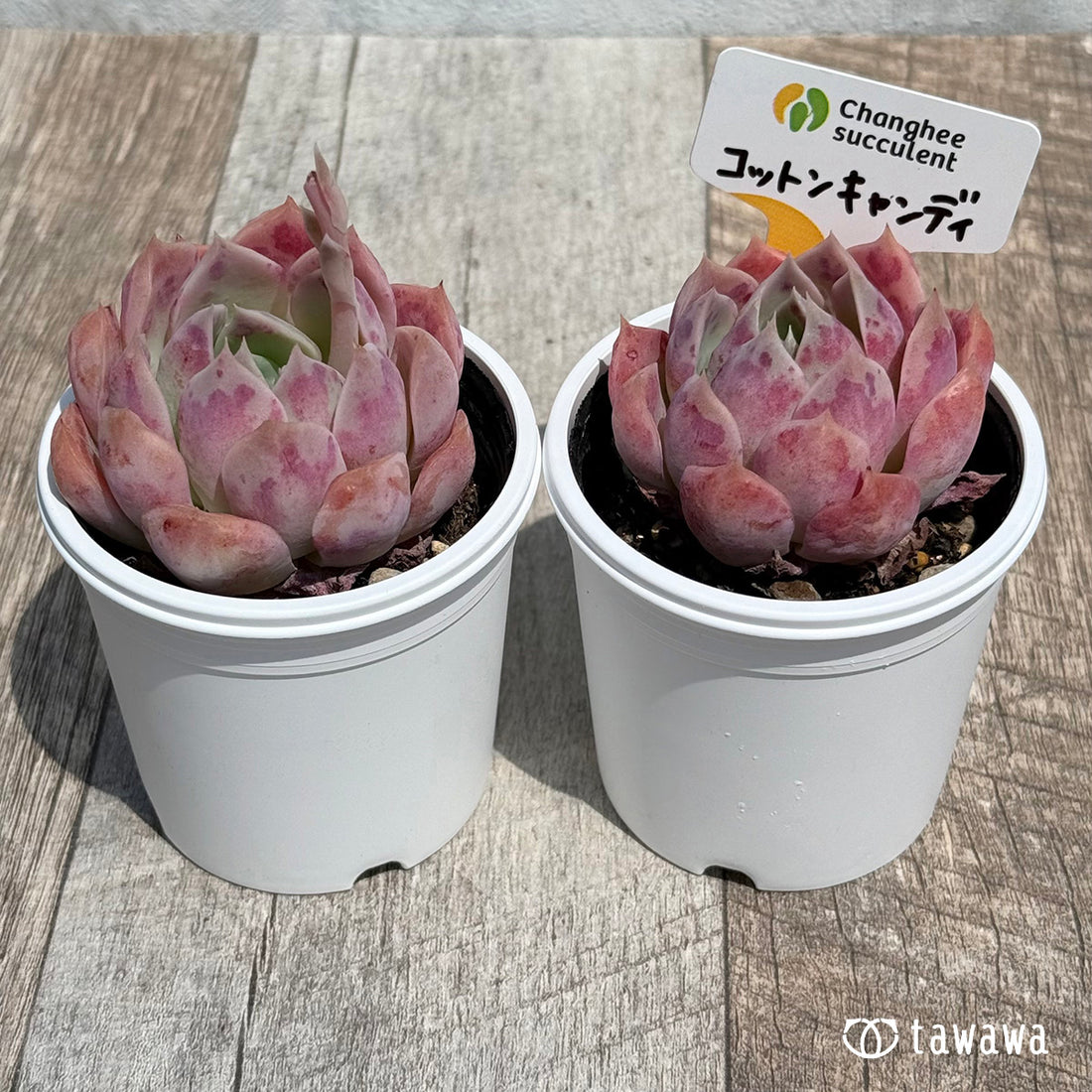 06. ＊新発売＊　コットンキャンディ　【tawawaハウス苗】