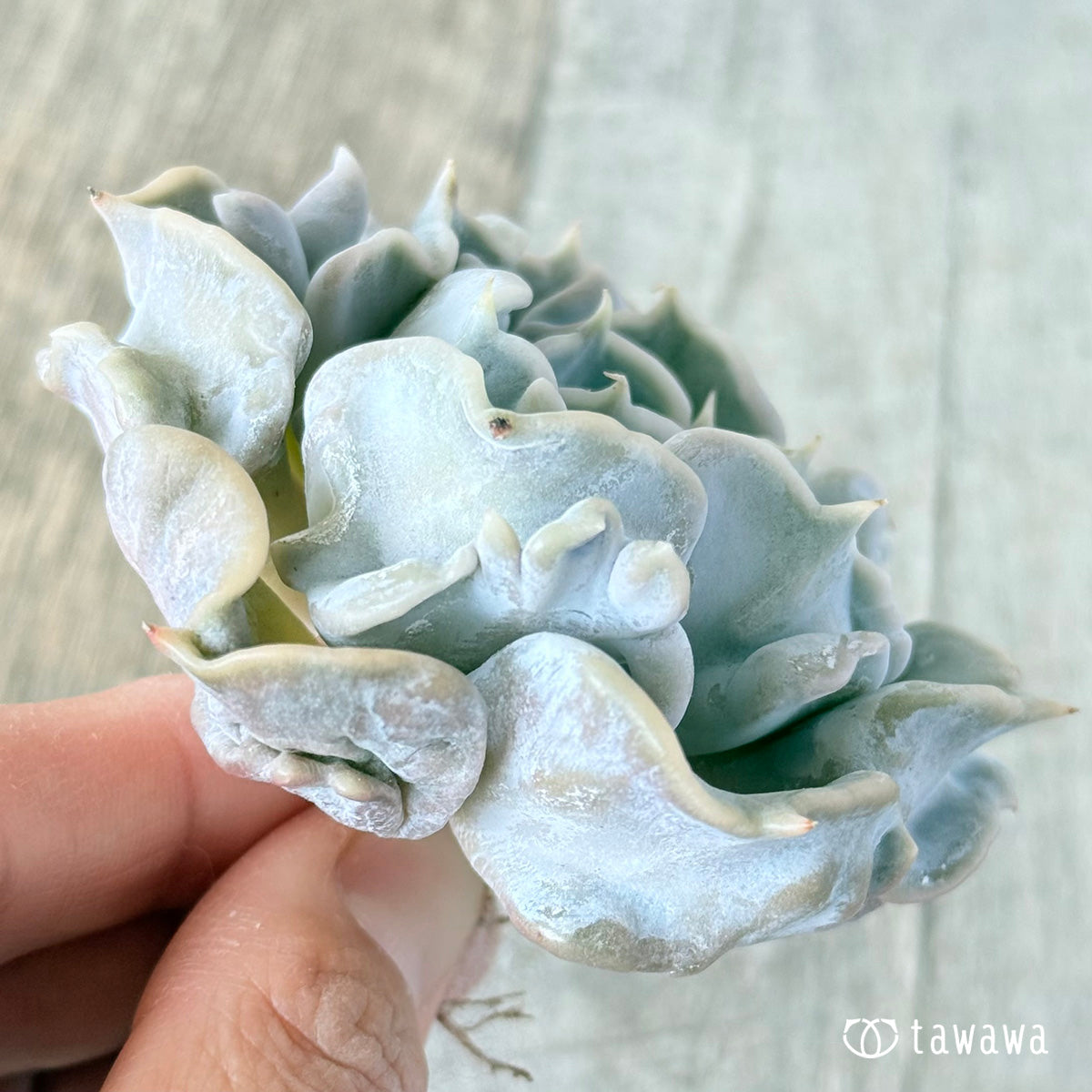 カット苗 スリラーパール 10〜12cm大株 Echeveria 'Thriller