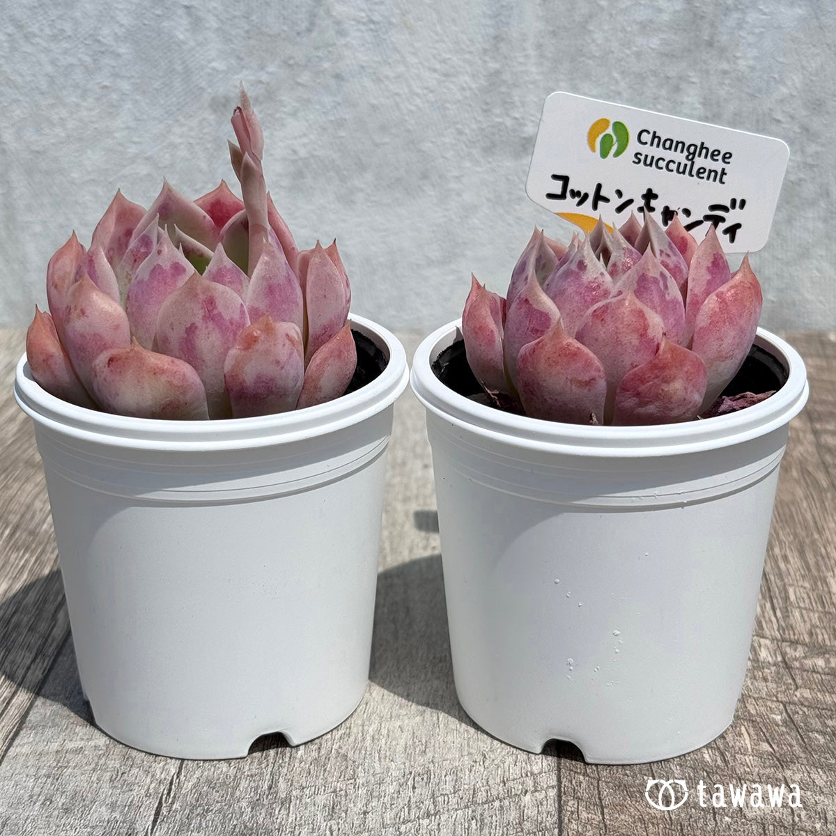 06. ＊新発売＊　コットンキャンディ　【tawawaハウス苗】