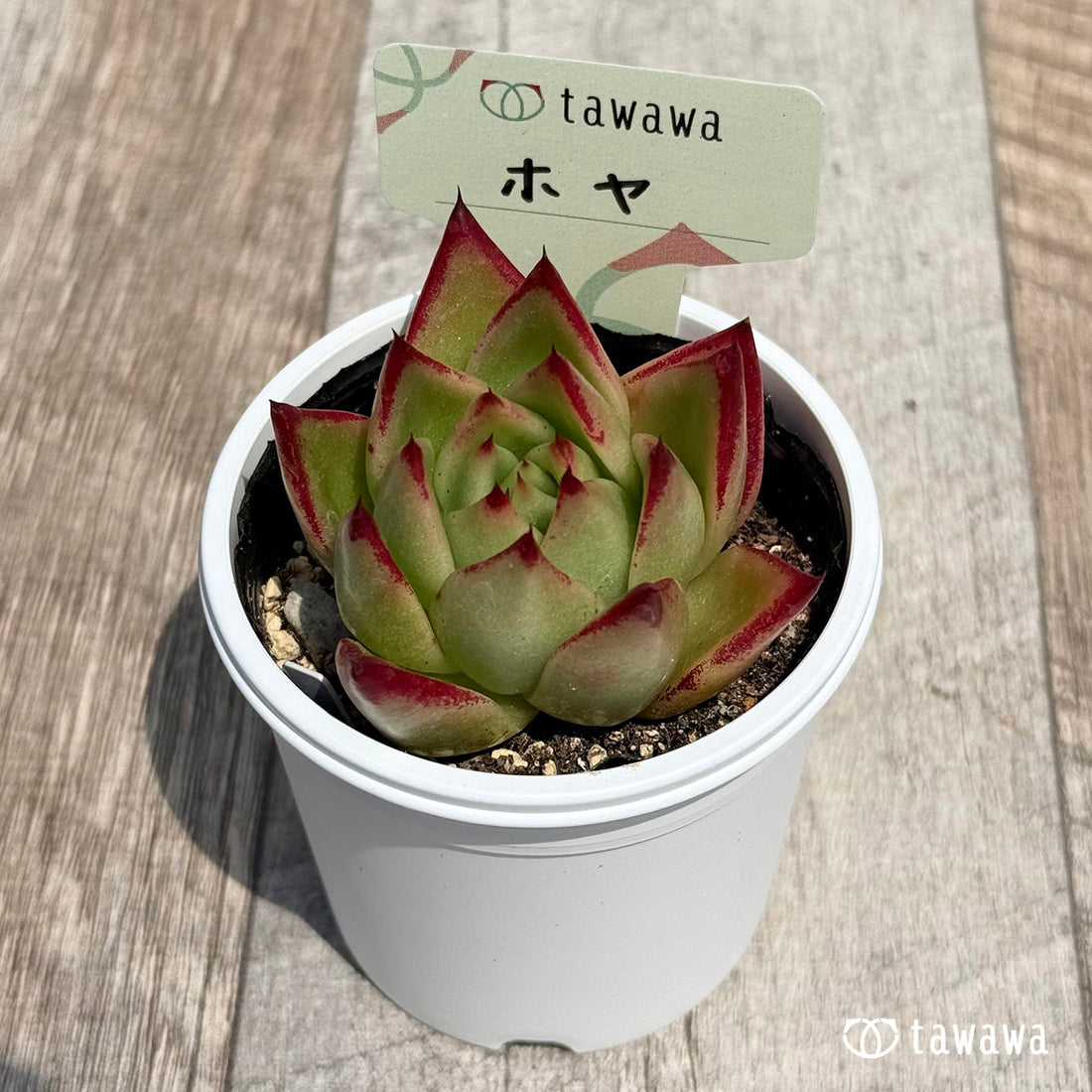 07. ＊新発売＊　ホヤ【tawawaハウス苗】