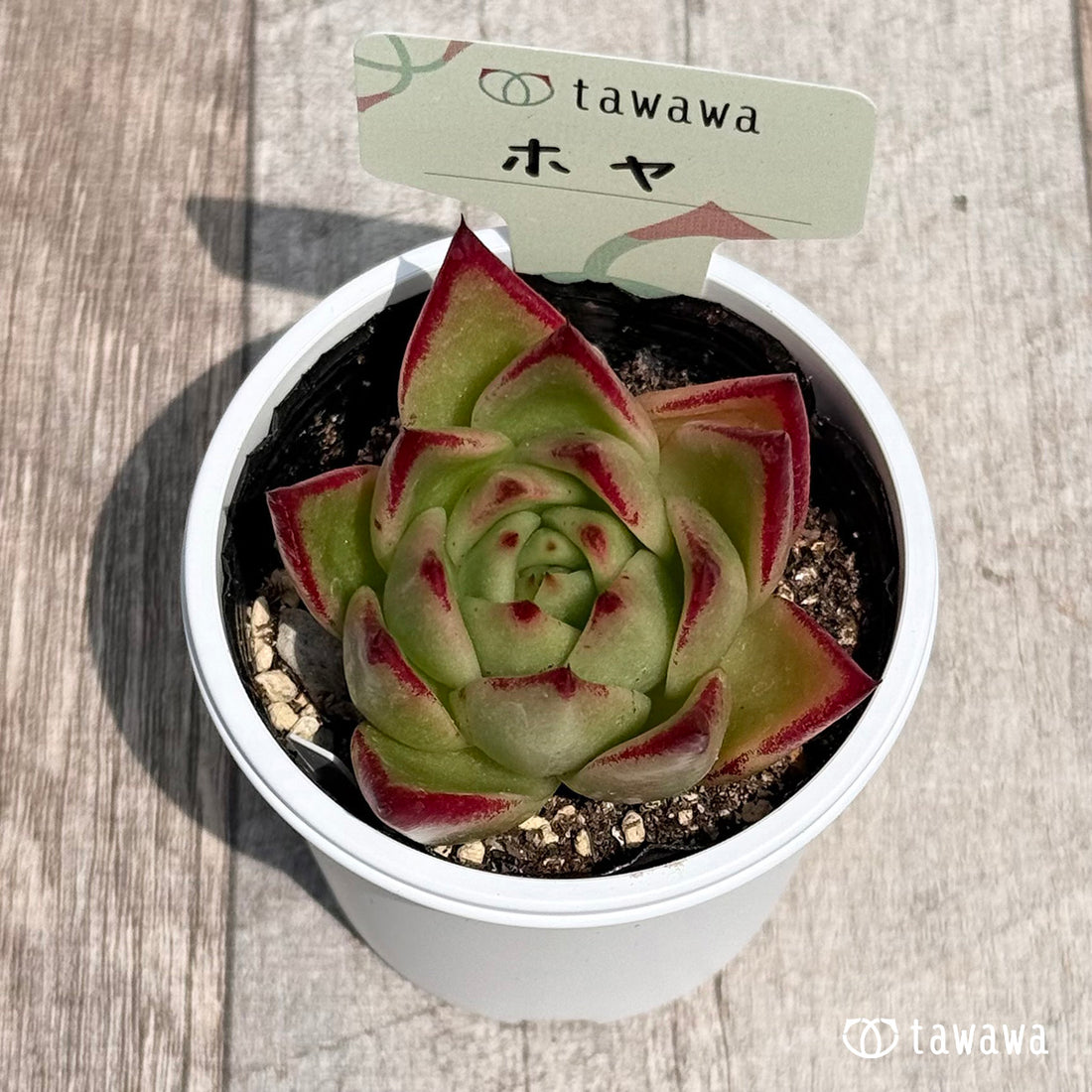 07. ＊新発売＊　ホヤ【tawawaハウス苗】