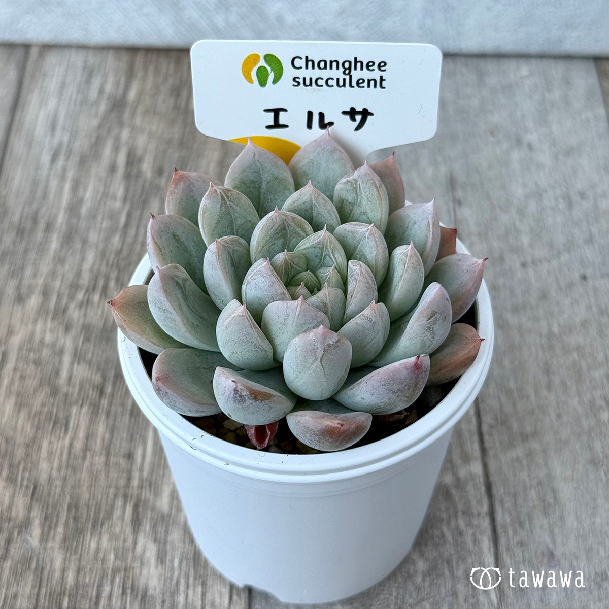 エルサ（チャンヒー農園）　【tawawaハウス苗】