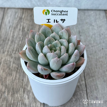 エルサ（チャンヒー農園）　【tawawaハウス苗】