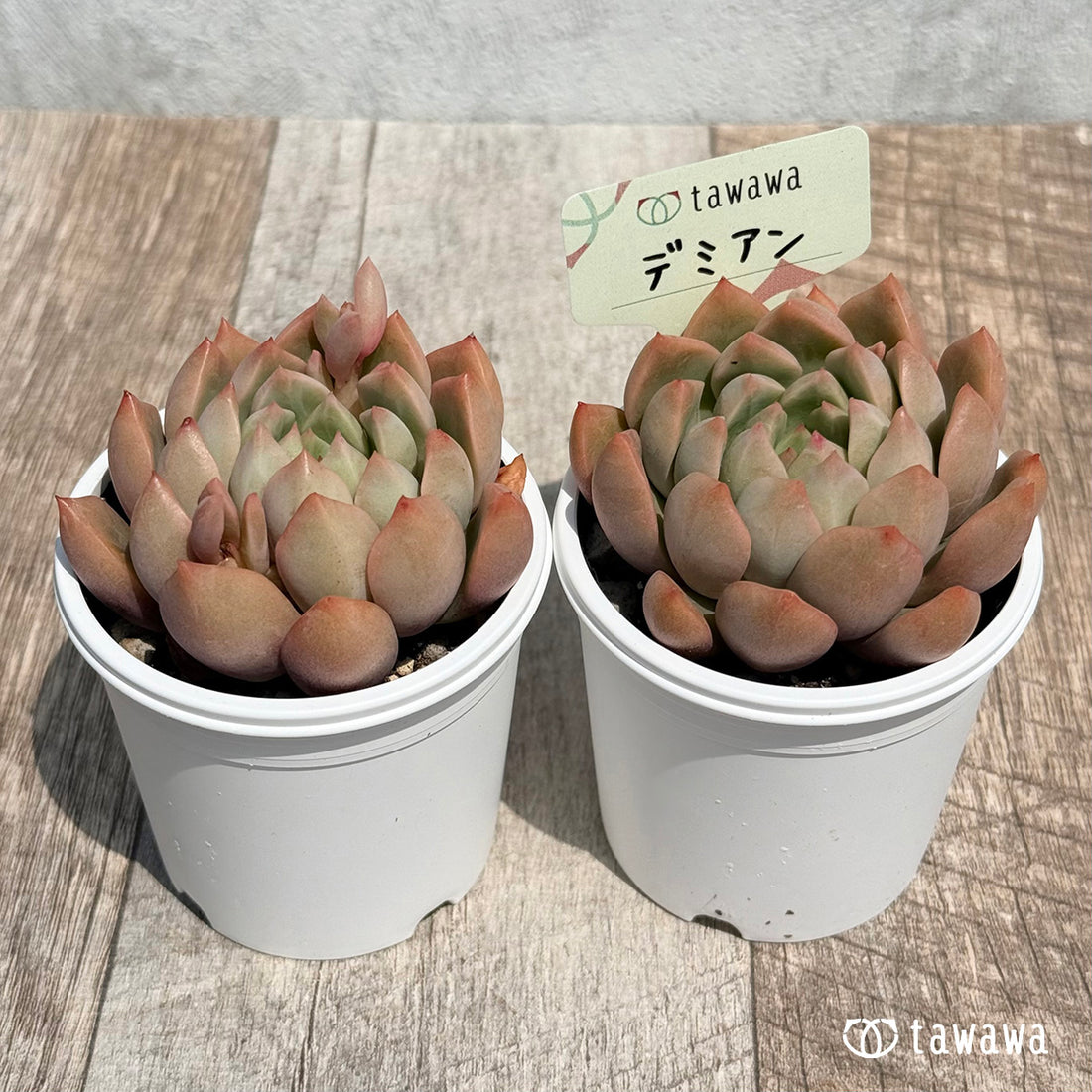 08. ＊新発売＊　デミアン　【tawawaハウス苗】
