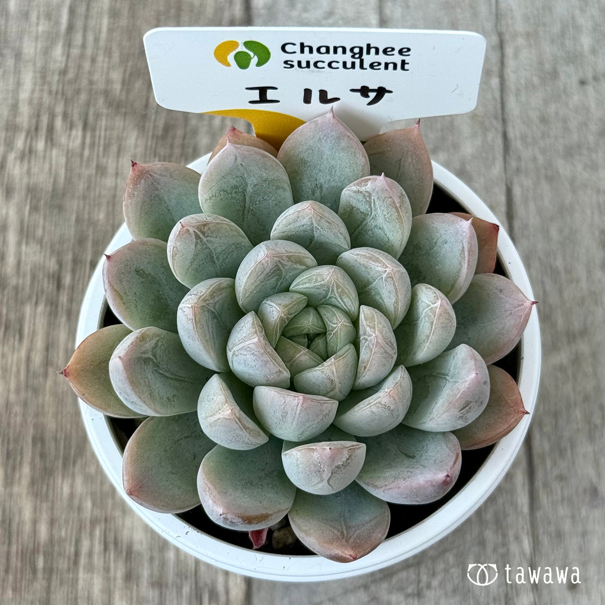 エルサ（チャンヒー農園）　【tawawaハウス苗】