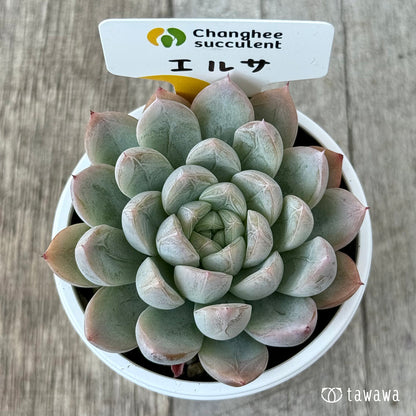 エルサ（チャンヒー農園）　【tawawaハウス苗】