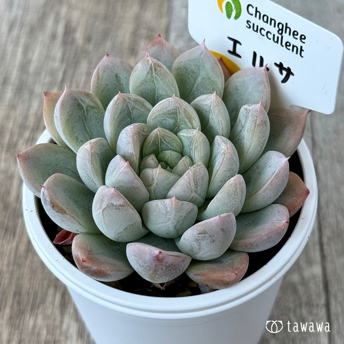 エルサ（チャンヒー農園）　【tawawaハウス苗】