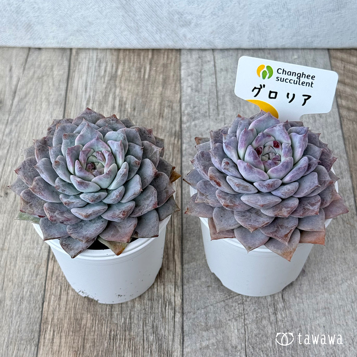 ＊新発売＊　グロリア【大】（チャンヒー農園）【tawawaハウス苗】