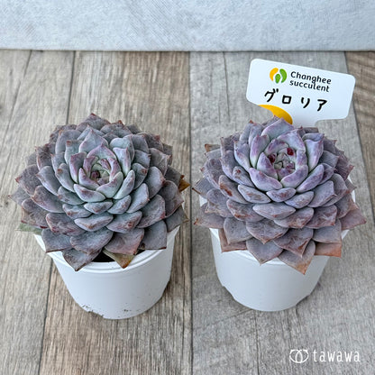 ＊新発売＊　グロリア【大】（チャンヒー農園）【tawawaハウス苗】