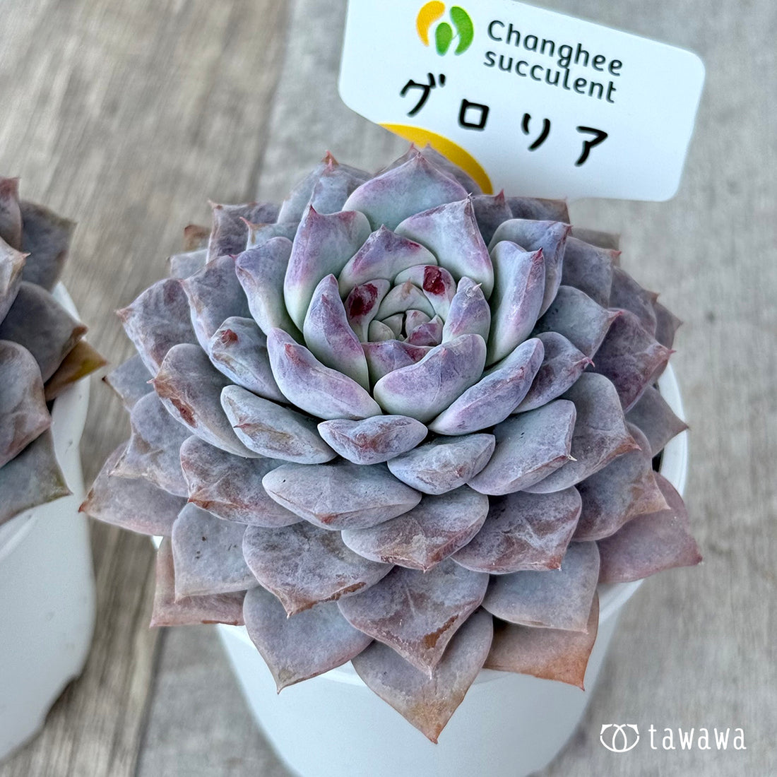 *新発売* グロリア【大】(チャンヒー農園)【tawawaハウス苗】