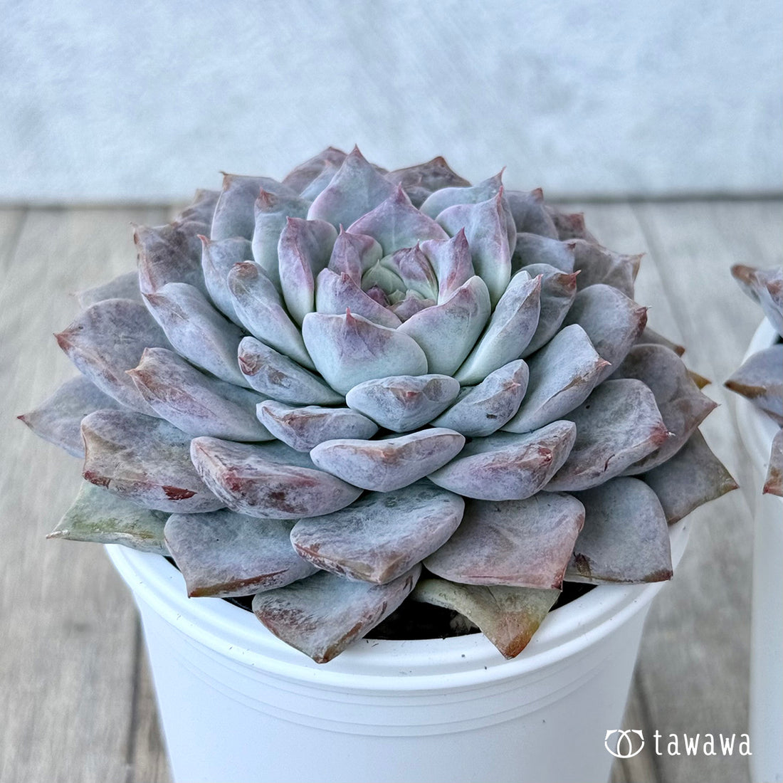 ＊新発売＊　グロリア【大】（チャンヒー農園）【tawawaハウス苗】