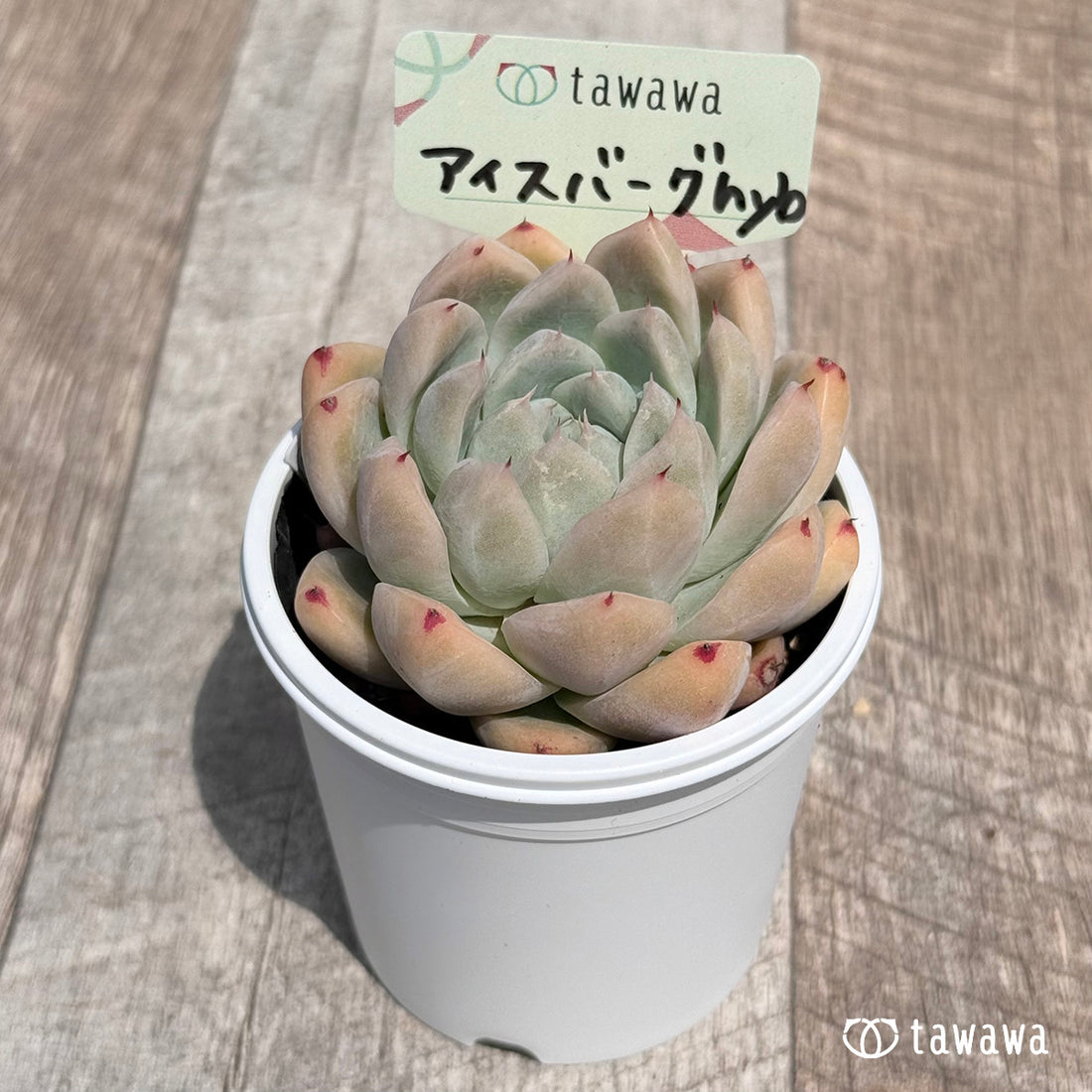 11. ＊新発売＊　アイスバーグhyb　【tawawaハウス苗】