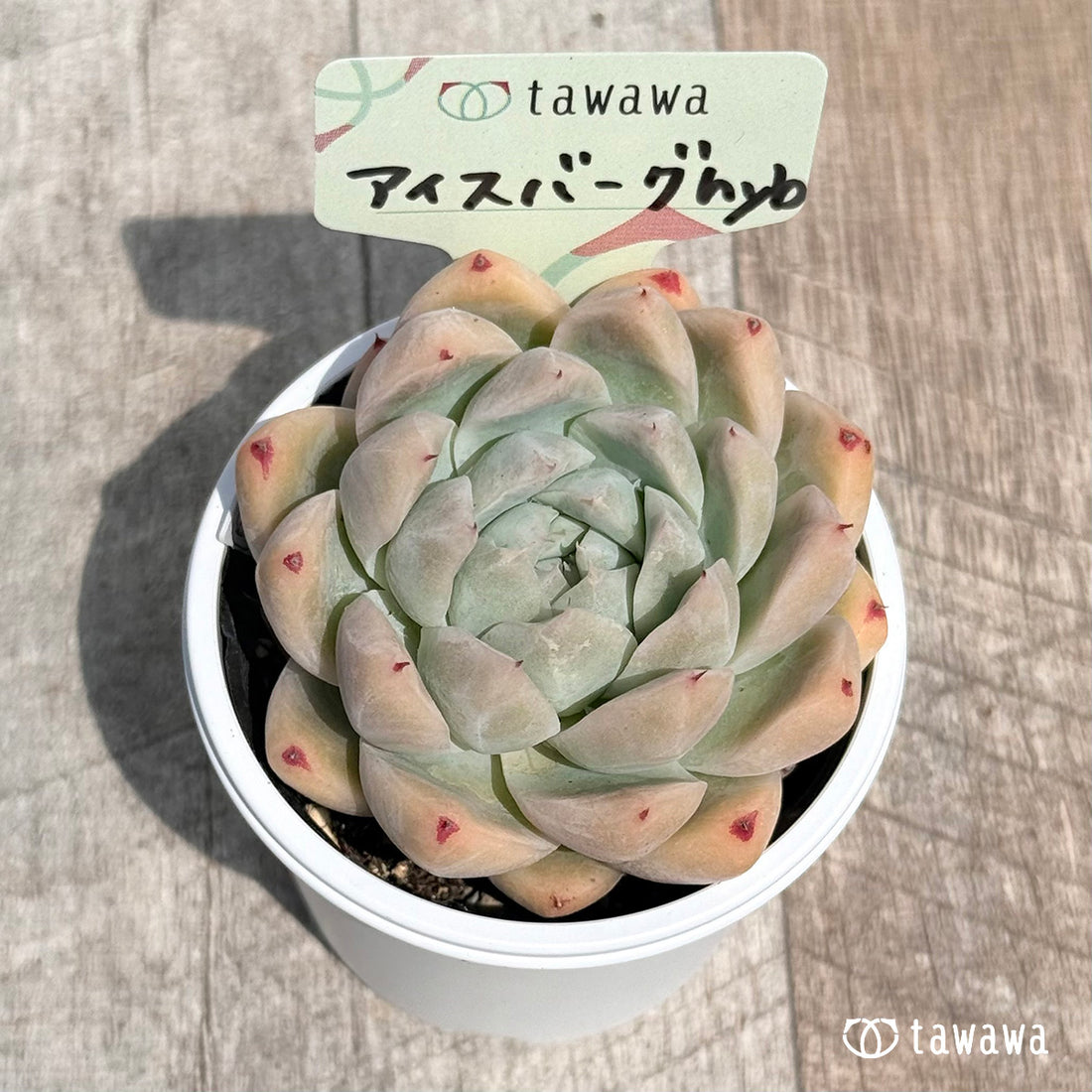11. ＊新発売＊　アイスバーグhyb　【tawawaハウス苗】