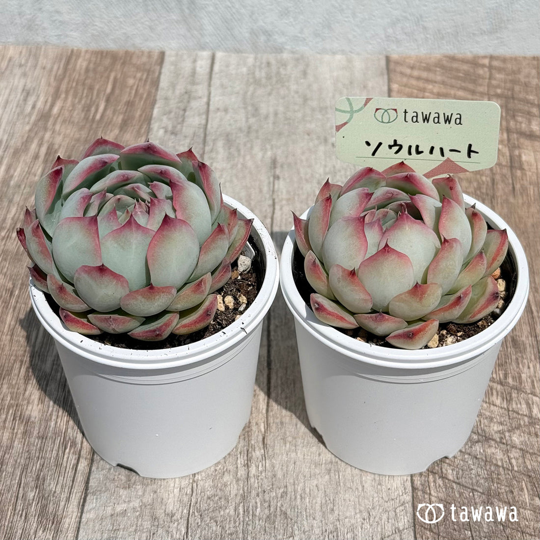 13. ＊新発売＊　ソウルハート②　【tawawaハウス苗】