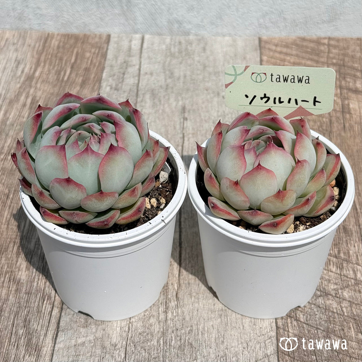 13. ＊新発売＊　ソウルハート②　【tawawaハウス苗】