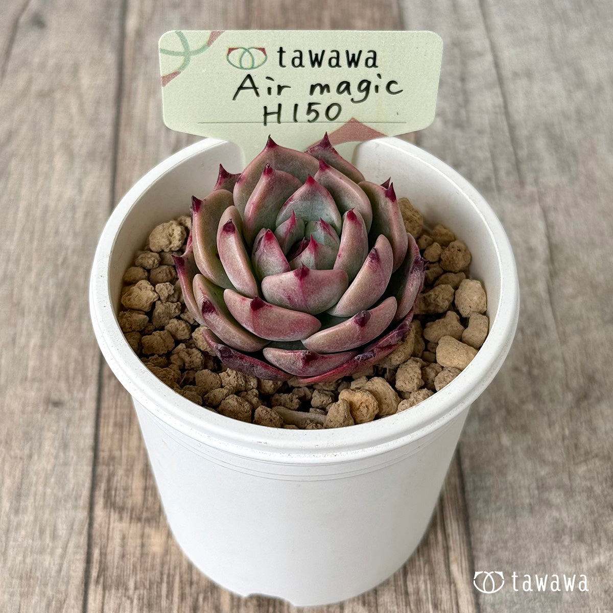 【4/15発売】Air magic H150（エアーマジック農園苗）