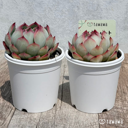 13. ＊新発売＊　ソウルハート②　【tawawaハウス苗】