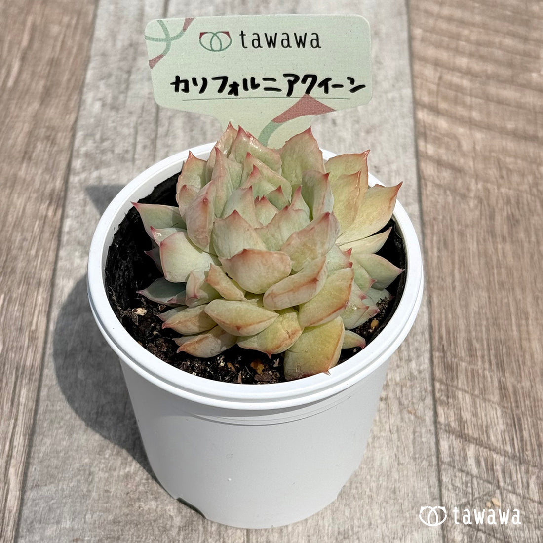 カリフォルニアクイーン 【tawawaハウス苗】