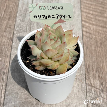 14. ＊新発売＊　カリフォルニアクイーン　【tawawaハウス苗】