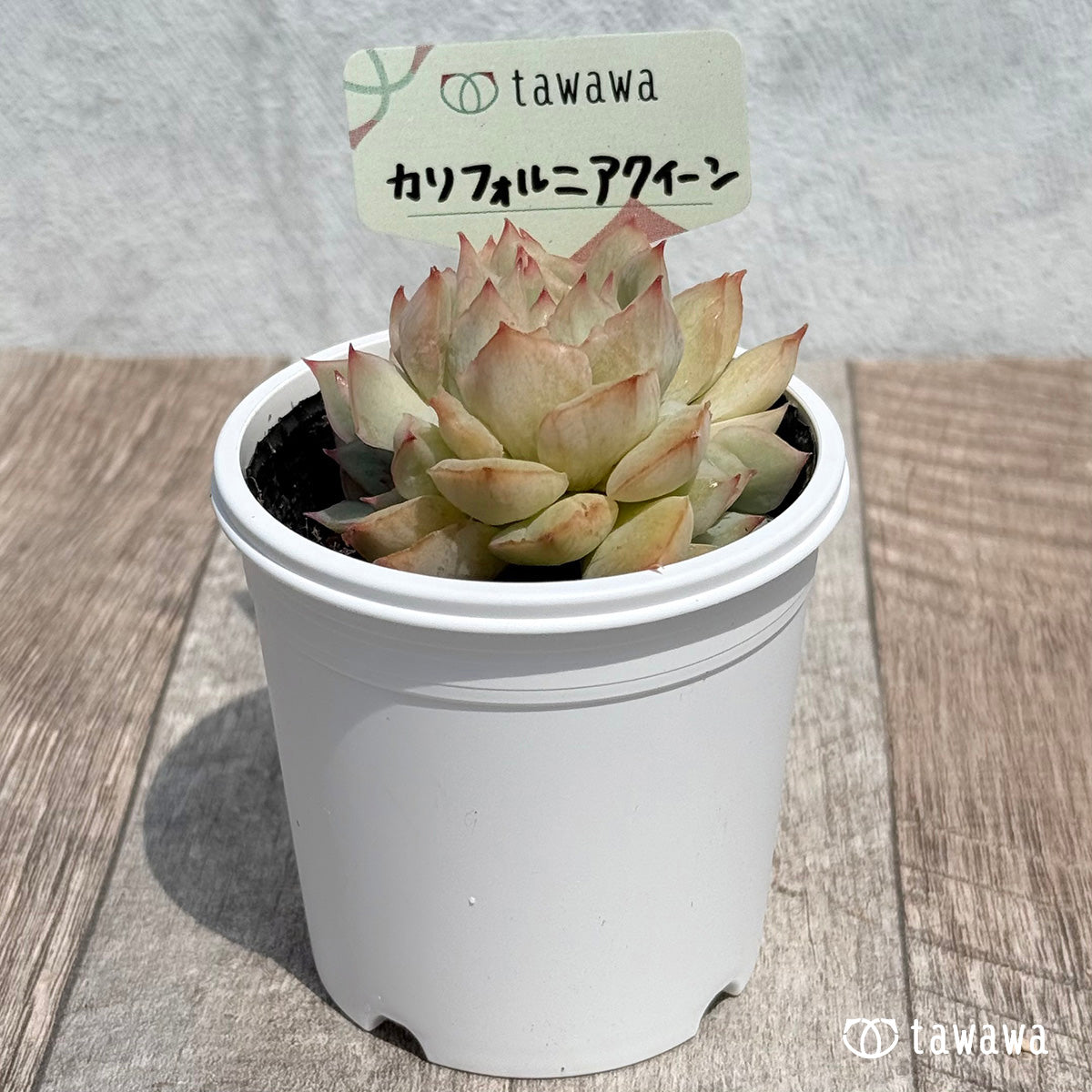 14. ＊新発売＊　カリフォルニアクイーン　【tawawaハウス苗】