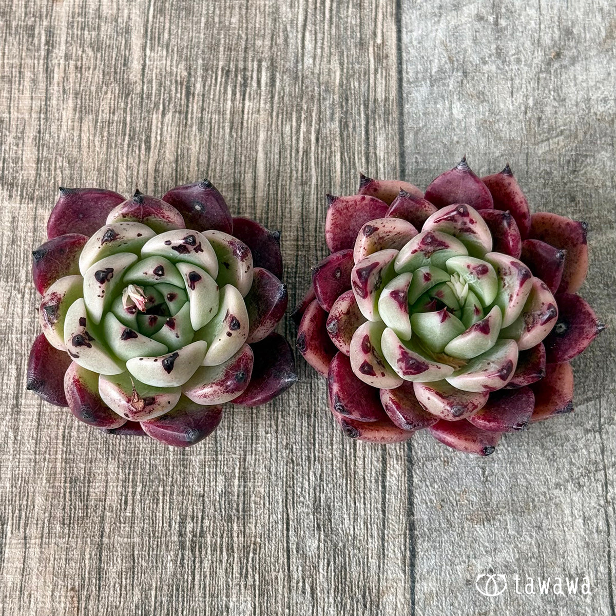 Red Sara [D52] (Air Magic Farm Seedlings)