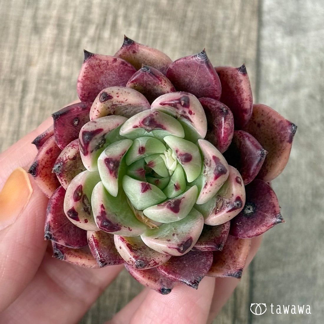 ＊新入荷①＊　レッドサラ【D52】（エアーマジック農園苗）