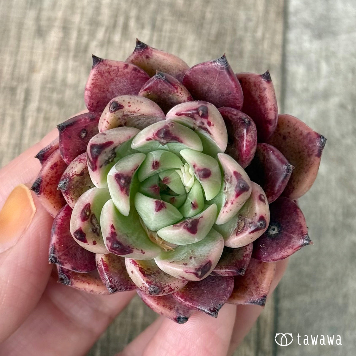 Red Sara [D52] (Air Magic Farm Seedlings)