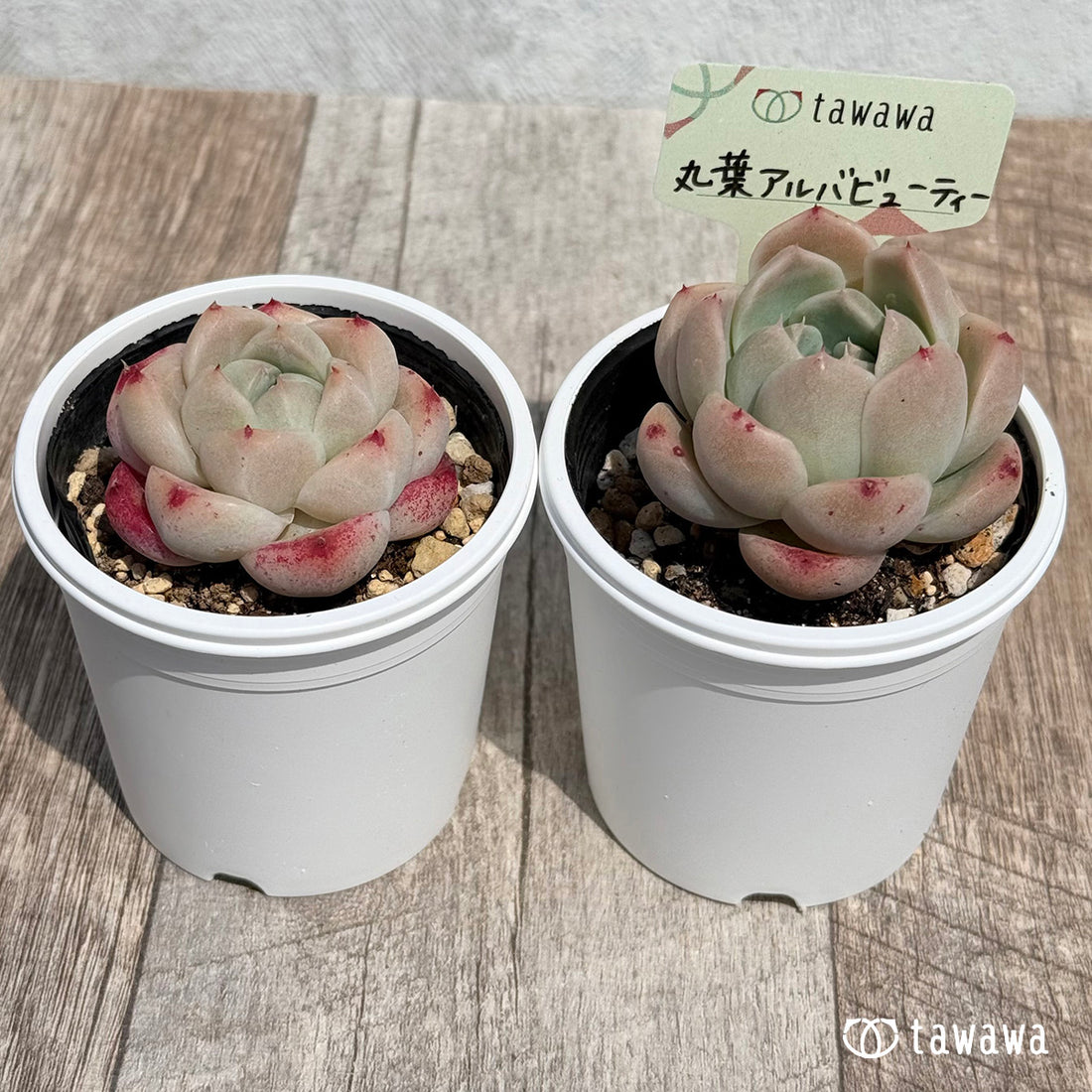 15. ＊新発売＊　丸葉アルバビューティー　【tawawaハウス苗】