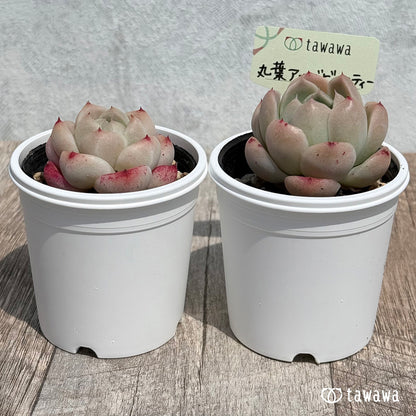 15. ＊新発売＊　丸葉アルバビューティー　【tawawaハウス苗】