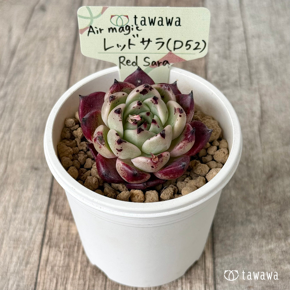 Red Sara [D52] (Air Magic Farm Seedlings)