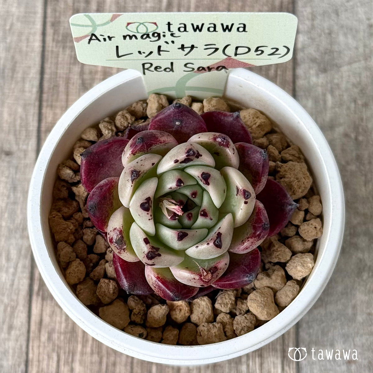 Red Sara [D52] (Air Magic Farm Seedlings)