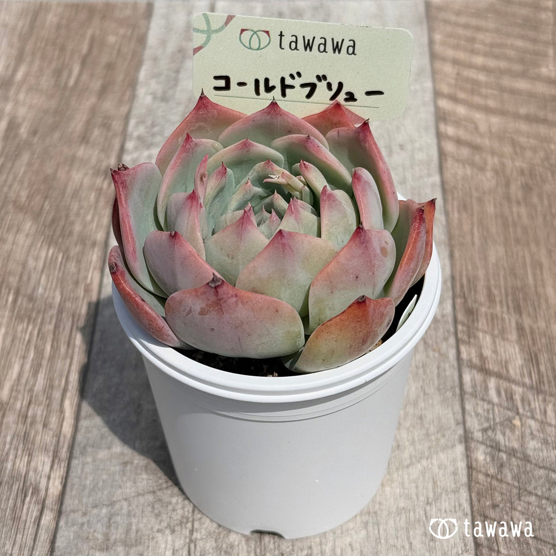 16. ＊新発売＊　コールドブリュー 【tawawaハウス苗】
