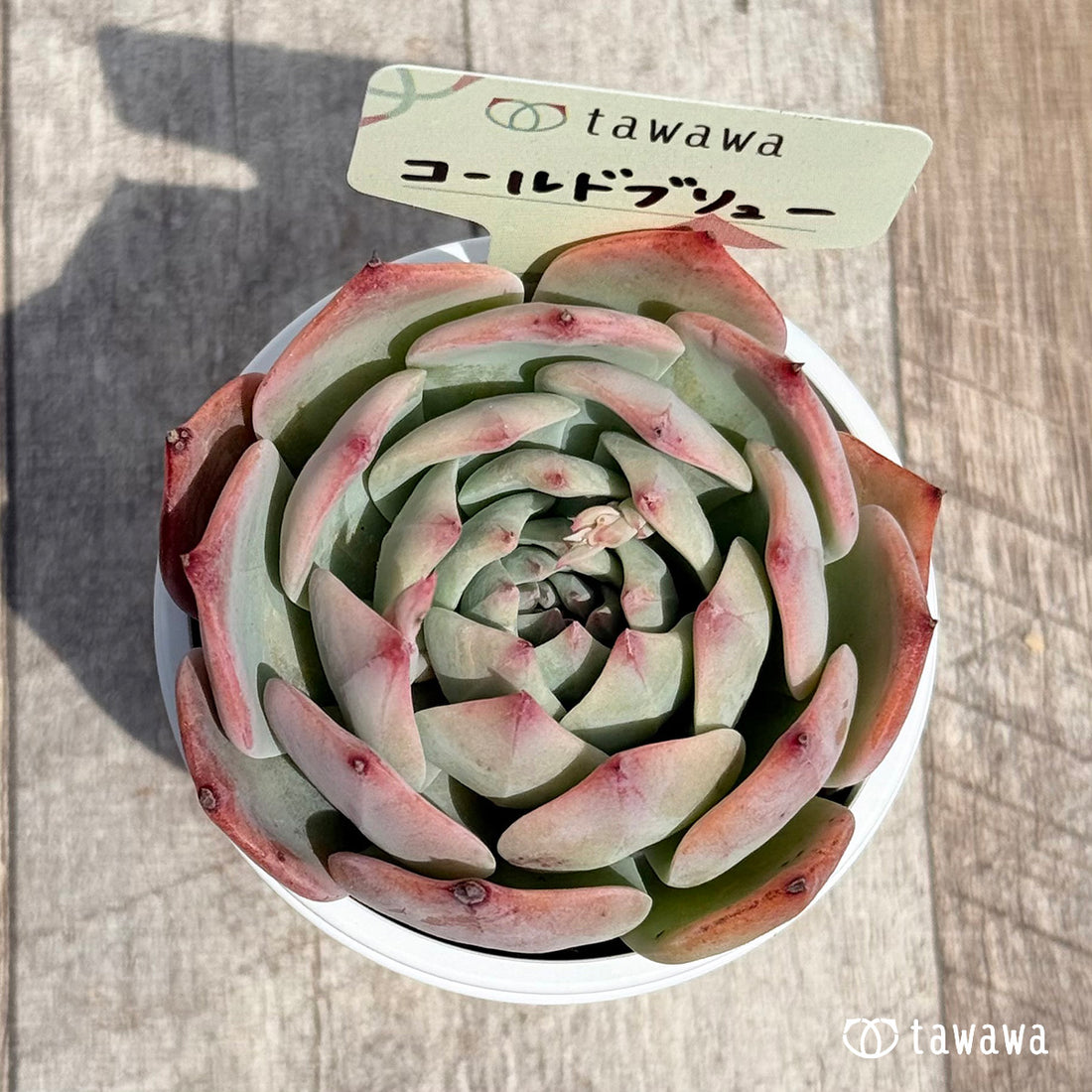 16. ＊新発売＊　コールドブリュー 【tawawaハウス苗】