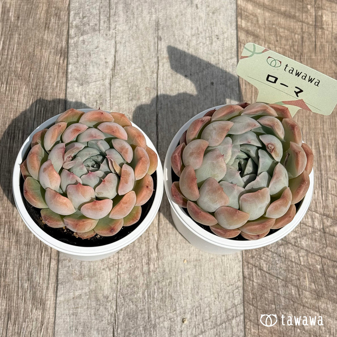 17. ＊新発売＊　ローマ　【tawawaハウス苗】