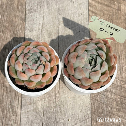 17. ＊新発売＊　ローマ　【tawawaハウス苗】