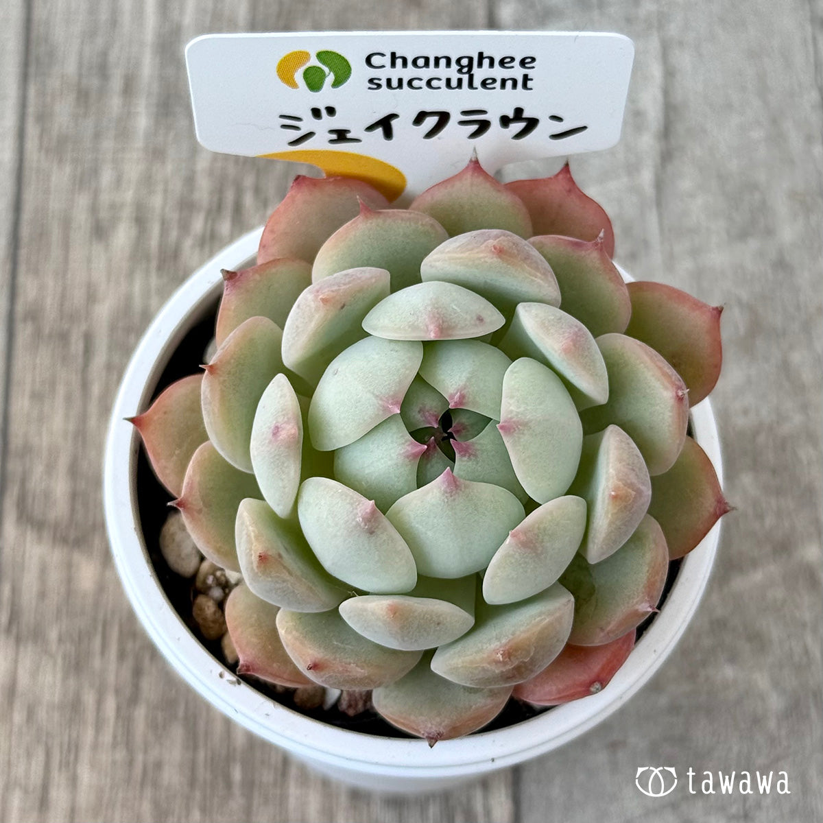 New Arrivals: Ice Green