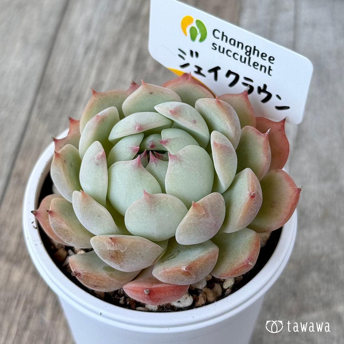 New Arrivals: Ice Green